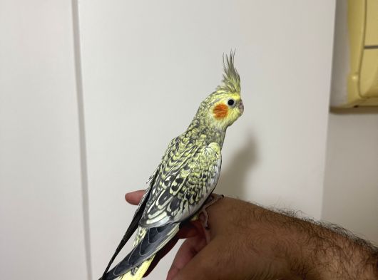 El Besleme 6000 Gereksiz Ulaşma görsel