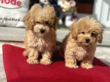 Dizayn ırk F1 Maltipoo yavrularımız ziyarete açık