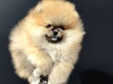 Show Kalite Teddy Face Pomeranian Yavrularımız