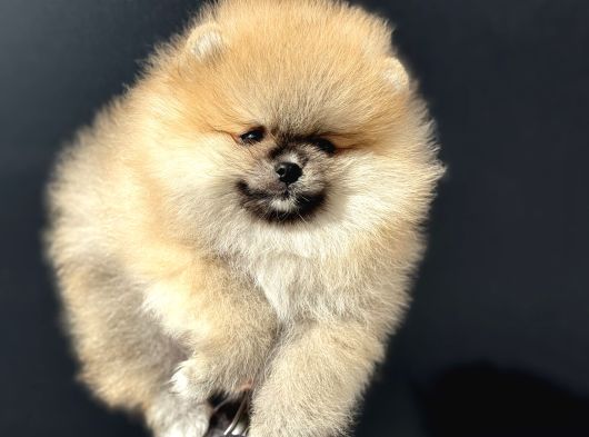 Show Kalite Teddy Face Pomeranian Yavrularımız görsel