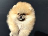 Show Kalite Teddy Face Pomeranian Yavrularımız