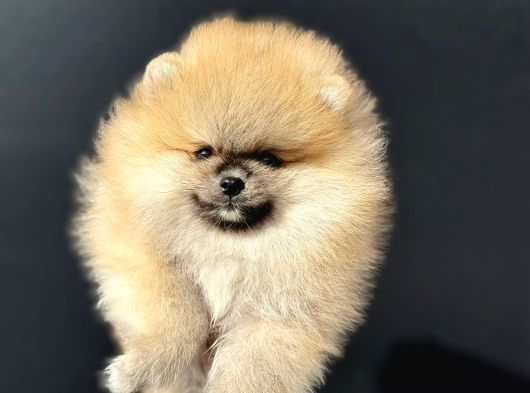 Show Kalite Teddy Face Pomeranian Yavrularımız görsel