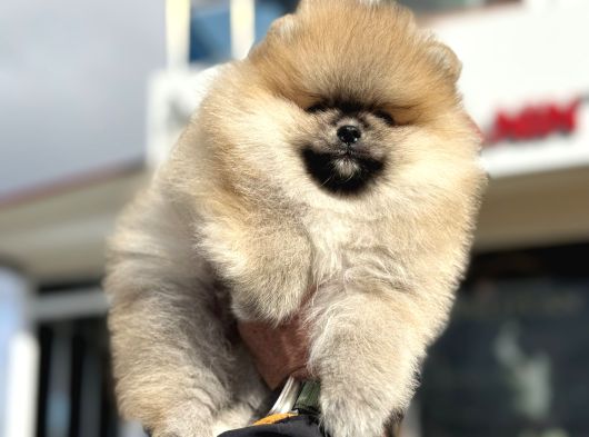 Show Kalite Teddy Face Pomeranian Yavrularımız görsel