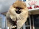 Show Kalite Teddy Face Pomeranian Yavrularımız