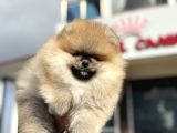 Show Kalite teddy face pomeranian yavrularımız