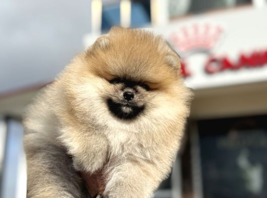 Show Kalite Teddy Face Pomeranian Yavrularımız