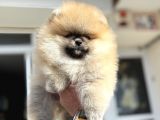 Show Kalite Teddy Face Pomeranian Yavrularımız