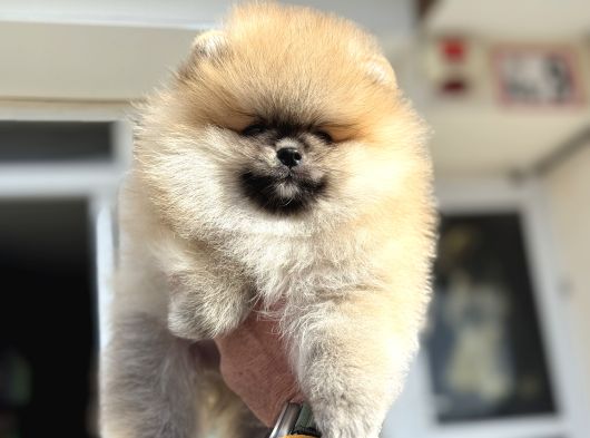Show Kalite Teddy Face Pomeranian Yavrularımız görsel