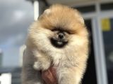 Show Kalite Teddy Face Pomeranian Yavrularımız