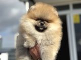 Show Kalite Teddy Face Pomeranian Yavrularımız
