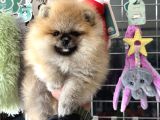 Show Kalite Teddy Face Pomeranian Yavrularımız