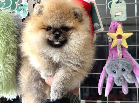 Show Kalite Teddy Face Pomeranian Yavrularımız görsel