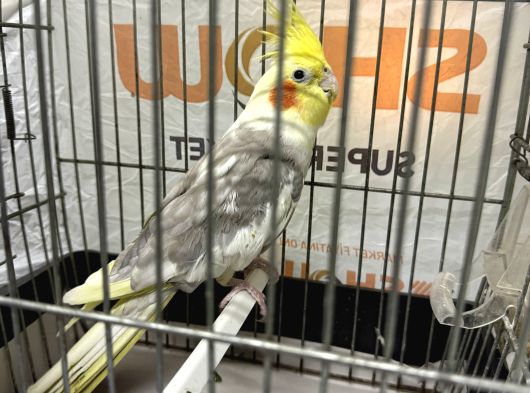 2500 Jumbo Erkek Çemberlitaş Tramvay görsel