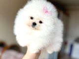 TEACUP KISA BURUN EFSANE DİŞİ
