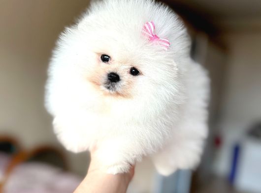Teacup Kisa Burun Efsane Di̇şi̇