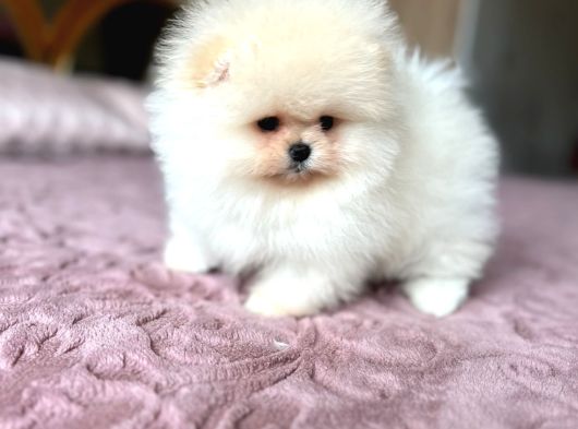 Sifir Burun Baby Face Ayicik