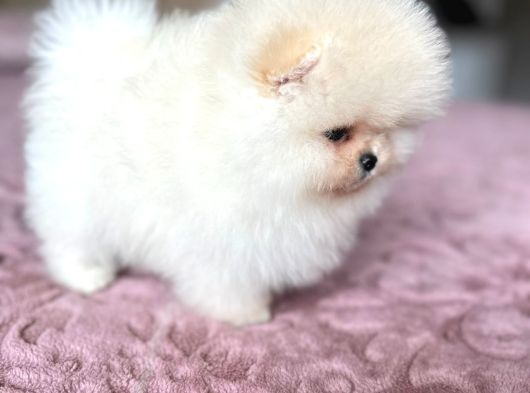 Sifir Burun Baby Face Ayicik görsel