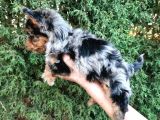 Egzoti̇k Blue Merle Nadi̇r Renk Yorkshi̇re