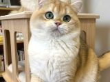 Muhteşem Soy -Tip Ve Karakter Golden British Long-Shorthair