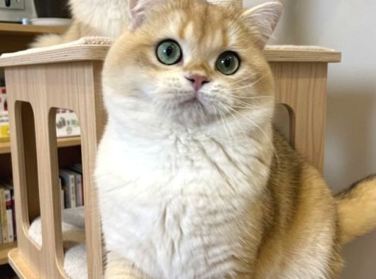 Muhteşem Soy -Tip Ve Karakter Golden British Long-Shorthair görsel
