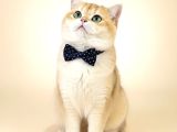 Muhteşem Soy -Tip Ve Karakter Golden British Long-Shorthair