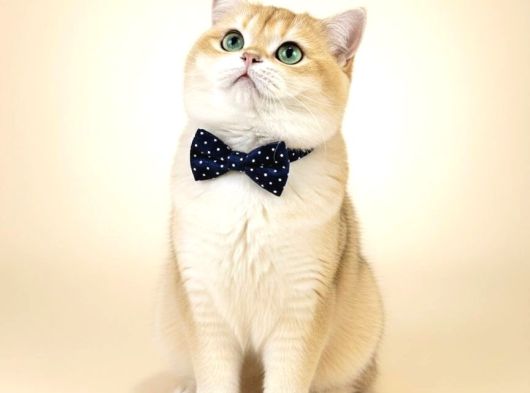 Muhteşem Soy -Tip Ve Karakter Golden British Long-Shorthair görsel