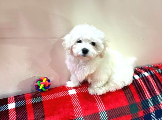 Maltese Terrier görsel