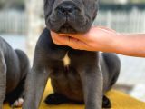 Blue Dev Cane Corso