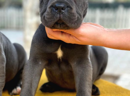 Blue Dev Cane Corso görsel