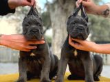Blue Dev Cane Corso
