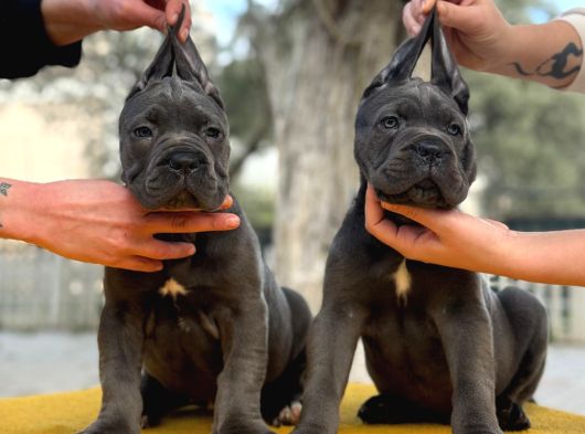 Blue Dev Cane Corso görsel