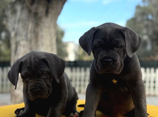 Blue Dev Cane Corso görsel