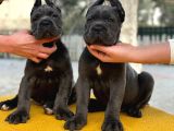Blue Dev Cane Corso