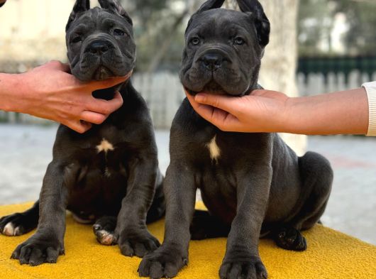 Blue Dev Cane Corso görsel