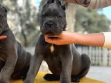 Blue Dev Cane corso