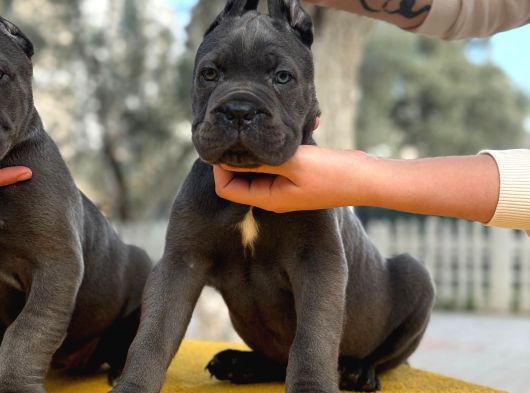 Blue Dev Cane Corso