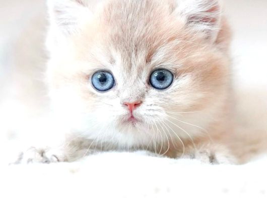 Nadir Renk By Golden British Shorthair görsel