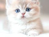 Nadir Renk By Golden British Shorthair