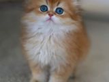 Gold Kürklü British Longhair