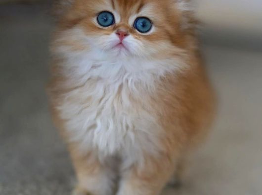 Gold Kürklü British Longhair
