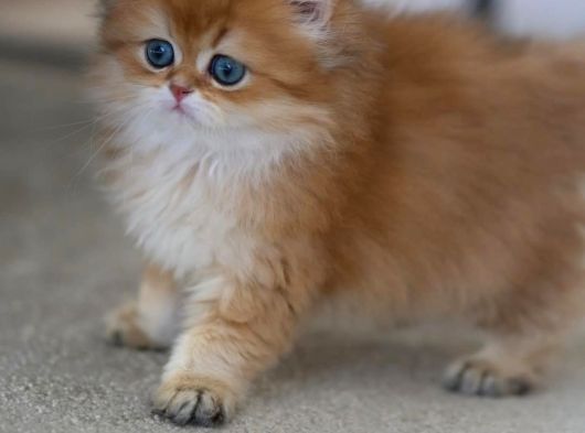 Gold Kürklü British Longhair görsel