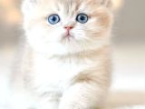 Nadir Renk BY Golden British Shorthair