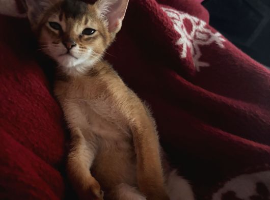 3 Aylık Habeş Kedisi görsel
