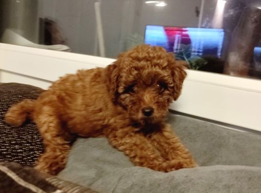 4 Aylık Dişi Poodle görsel