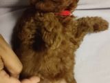 4 Aylık Dişi Poodle