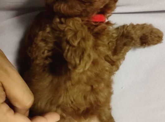 4 Aylık Dişi Poodle görsel