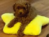 4 aylık dişi poodle