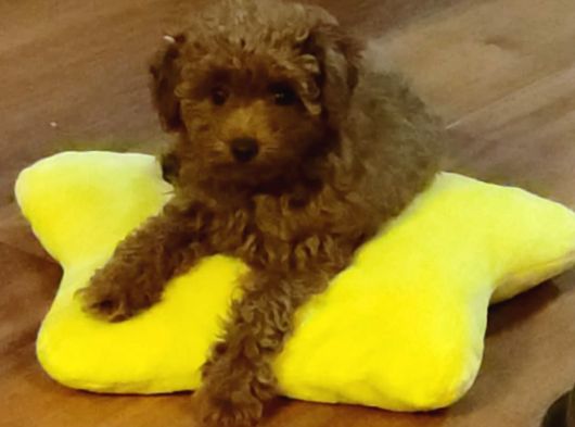 4 Aylık Dişi Poodle
