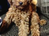 4 Aylık Dişi Poodle
