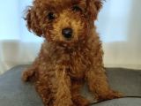 4 Aylık Dişi Poodle